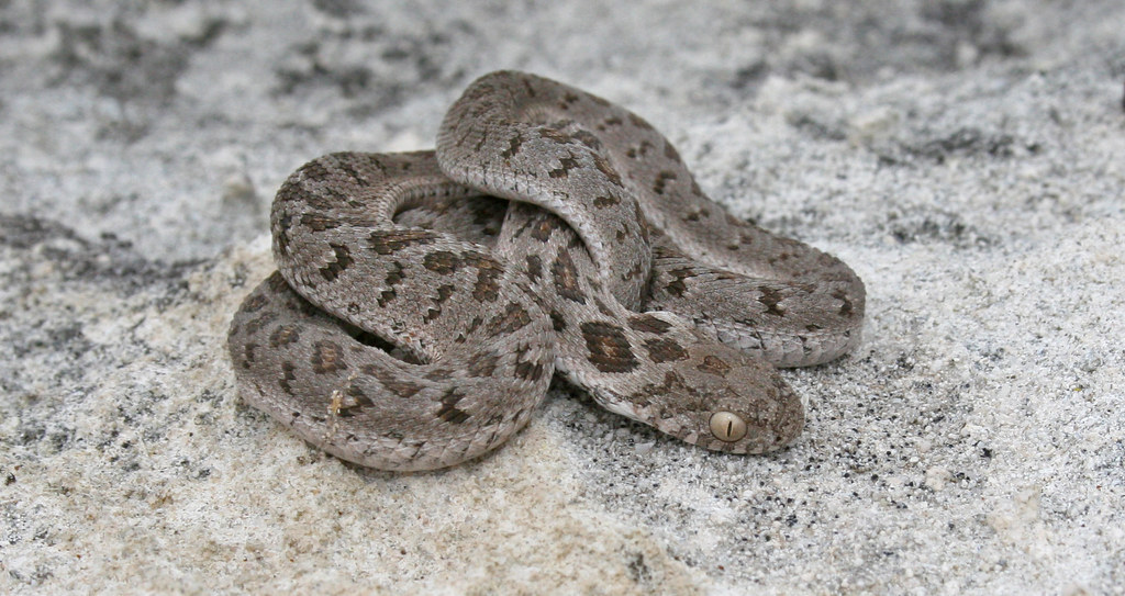 Vista frontal lejana de la serpiente común come huevos enrollada en su cuerpo sobre tierra