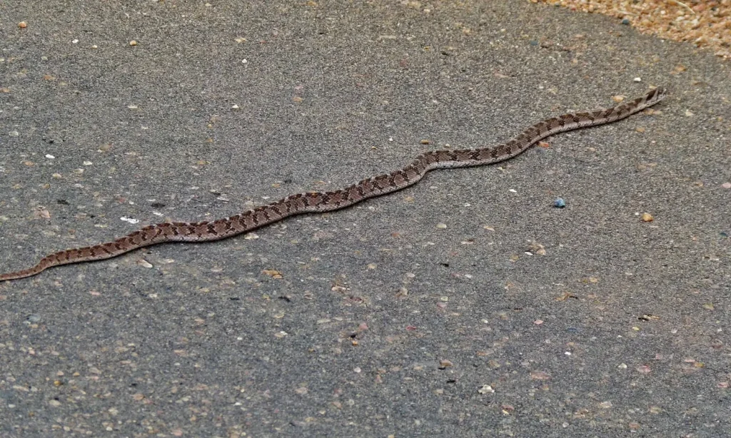 Vista de planta de la serpiente común rómbica cruzando una carretera