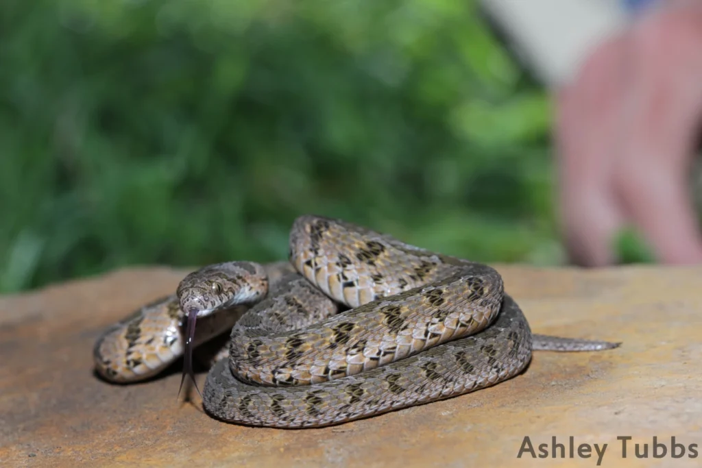 Vista frontal lejana de la serpiente rómbica enrollada sobre su cuerpo en tierra