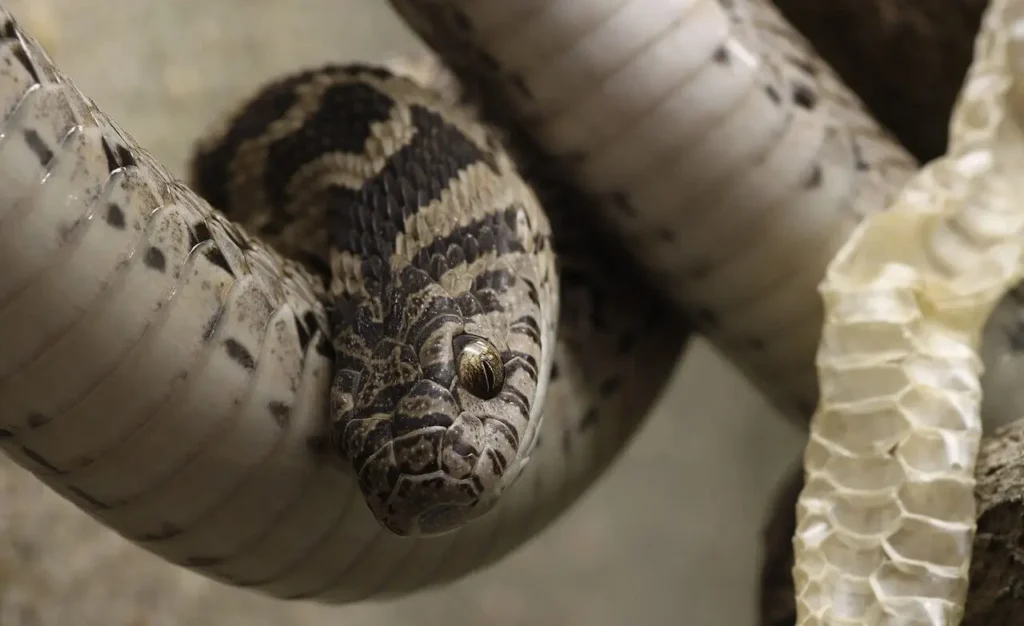 Vista frontal de la serpiente rómbica come huevos mientras realiza la muda