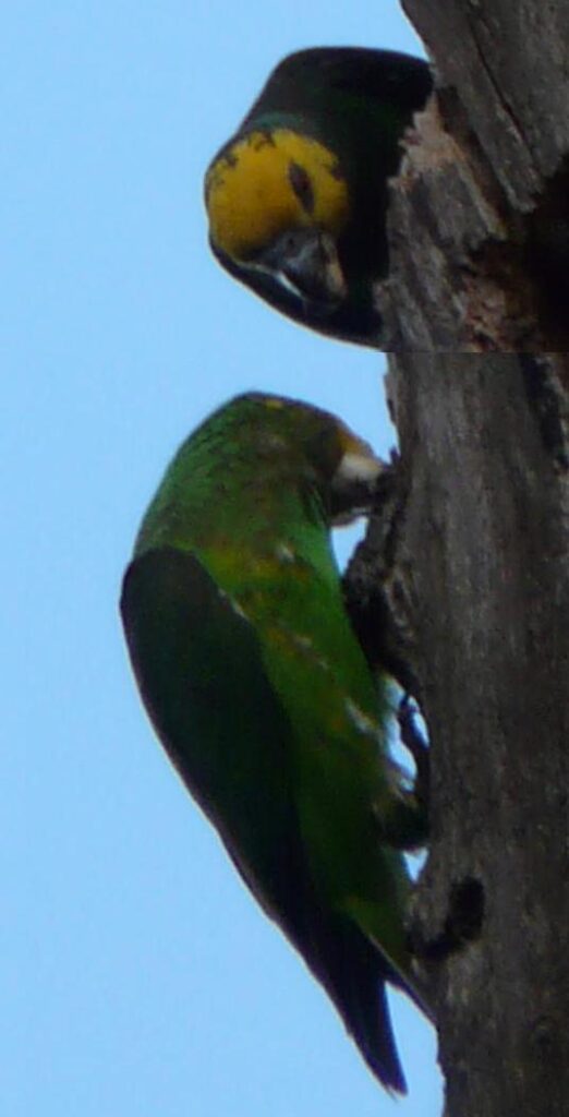 Vista frontal de una pareja de Loros Frente Amarilla Africanos posados en un pequeño tronco