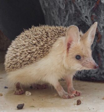 Vista lateral del paraechinus aethiopicus sentado con una maceta azul al fondo