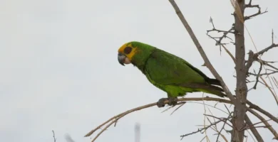 Vista lejana del Poicephalus Flavifrons posado en una pequeña rama