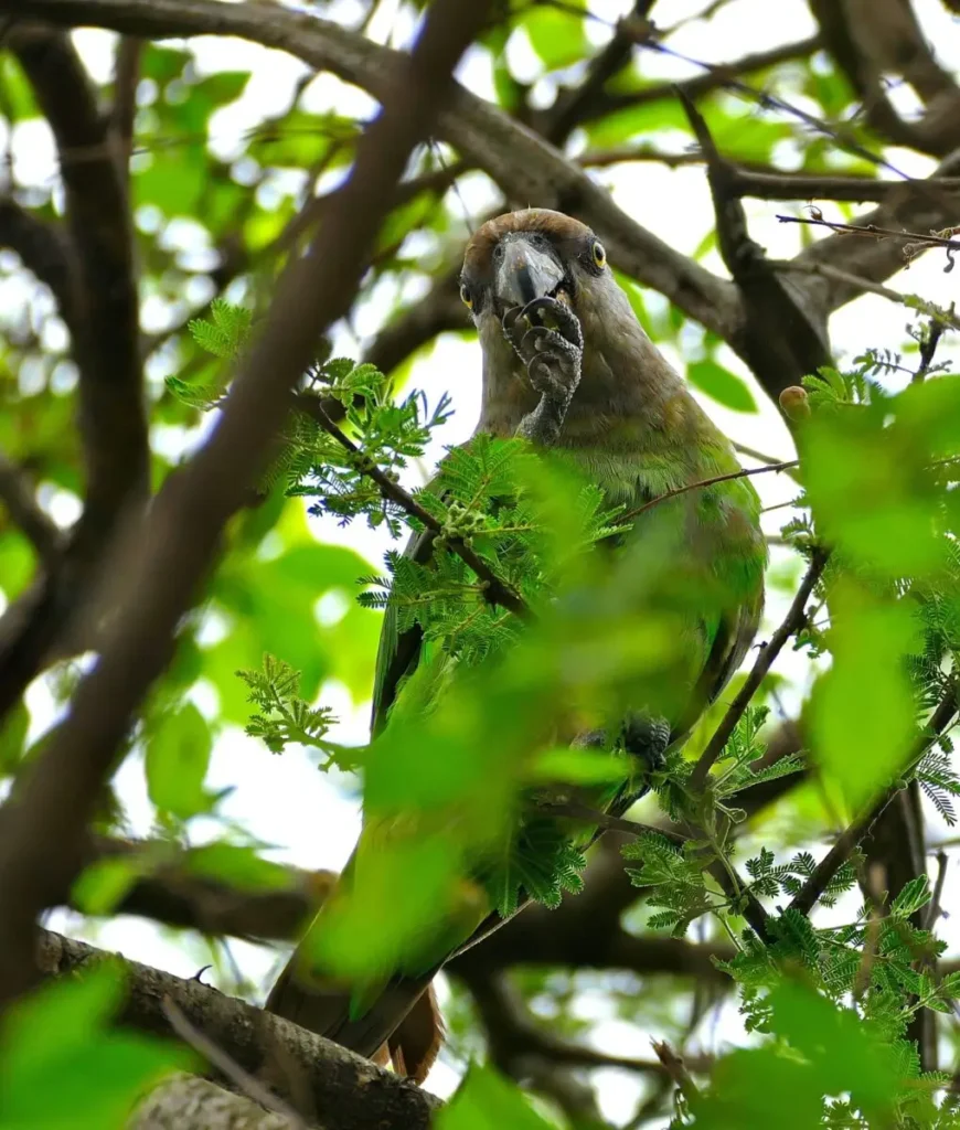 Vista frontal de un lorito cabecipardo africano mirando al frente posado en una pequeña rama