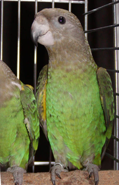 Vista frontal de una pareja de poicephalus cryptoxanthus con uno de los dos mostrando solo medio cuerpo
