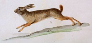 Vista lateral de un dibujo de una pronolagus crassicaudatus corriendo