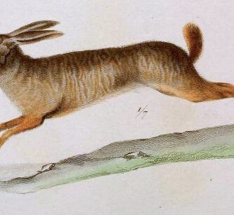 Vista lateral de un dibujo de una pronolagus crassicaudatus corriendo