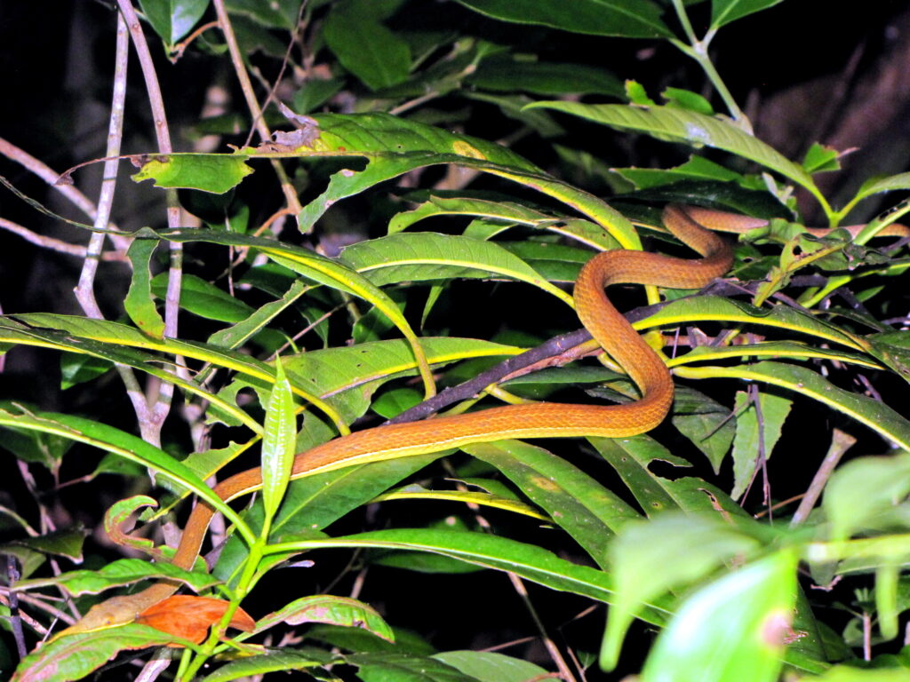 Vista trasera nocturna de la serpiente langaha madagascariensis desplazándose en las hojas