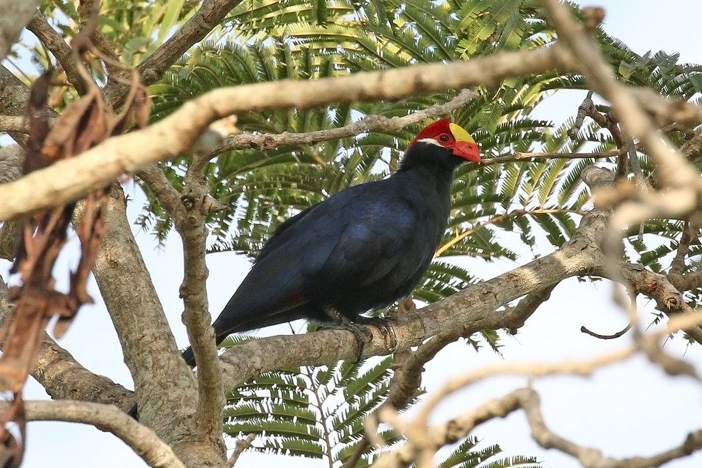 Vista inferior lejana de un turaco violín posado en una rama