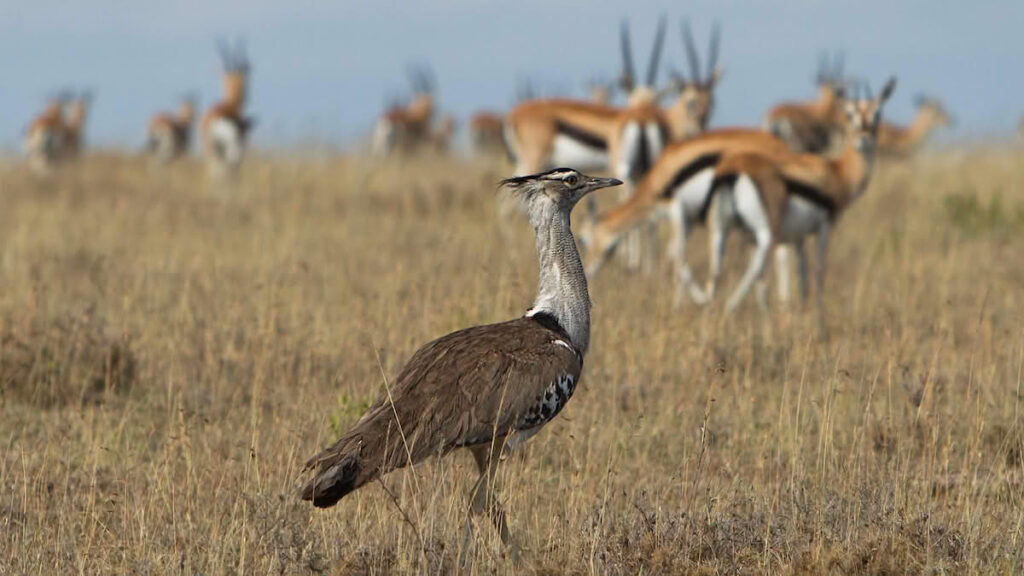 Vista lejana del africano avutarda kori compartiendo la sabana con otros animales