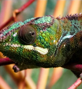 Vista lateral de la cabeza del furcifer pardalis