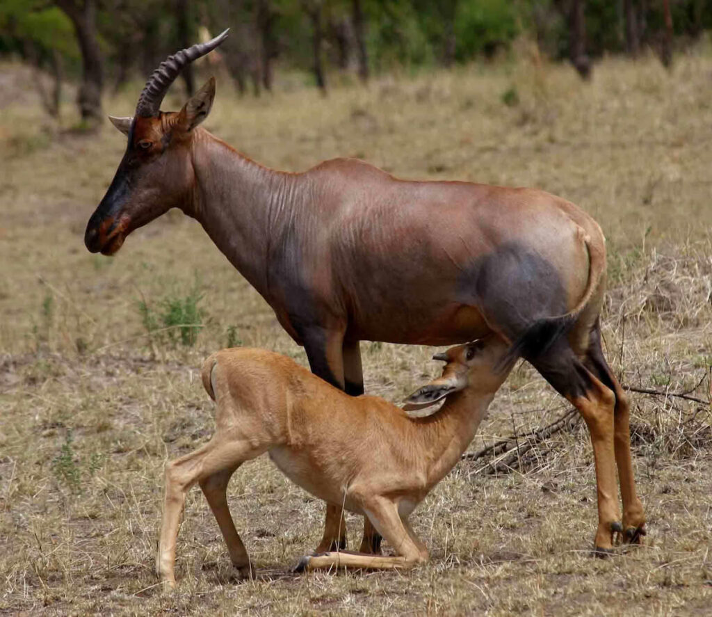 Vista lateral de una cría de topi arrodillada mamando de la ubre de su madre