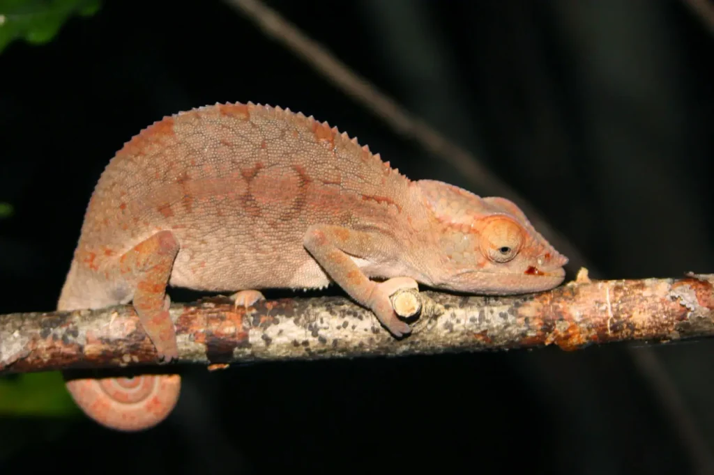 Vista nocturna de una hembra de camaleón furcifer pardalis posada en una fina rama