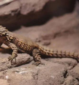Vista lateral del lagarto armadillo posado hacia arriba en una roca