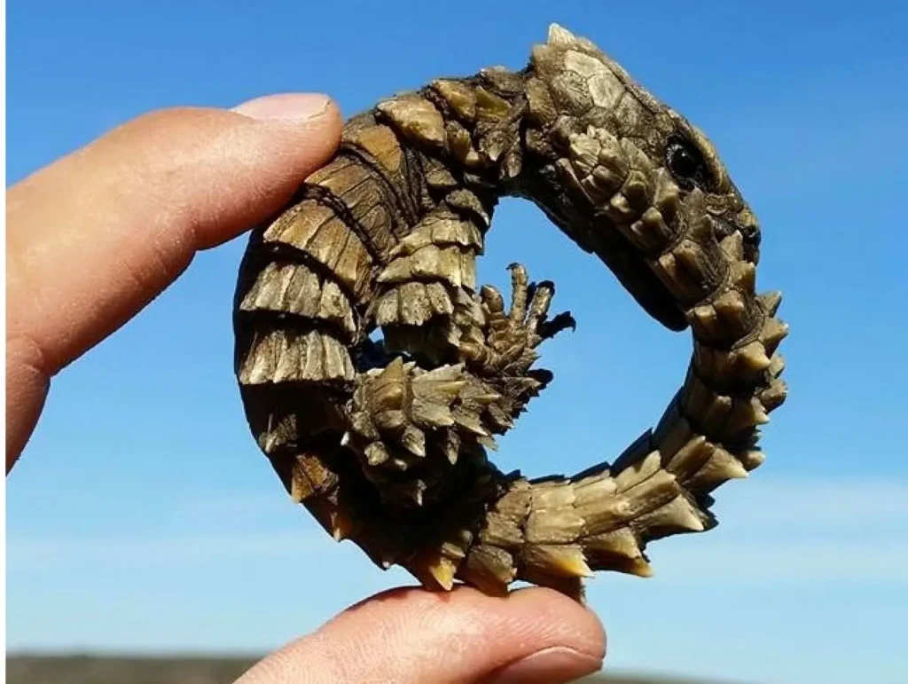 Vista lateral de dos dedos sosteniendo un lagarto armadillo sudafricano que forma una bola defensiva