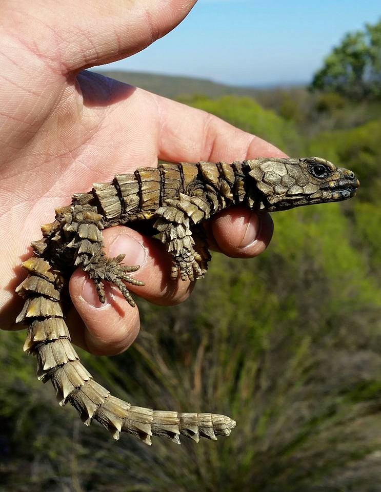 Vista lateral lejana de una mano humana sosteniendo un lagarto ouroborus cataphractus