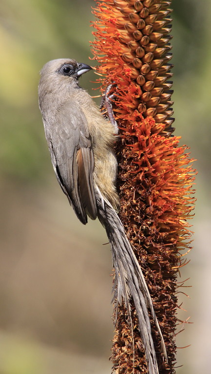 Vista lateral de un pájaro ratón común posado en una planta comiendo su fruto rojo