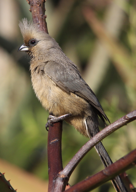 Vista lateral de un pájaro ratón común posado en un pequeño tronco