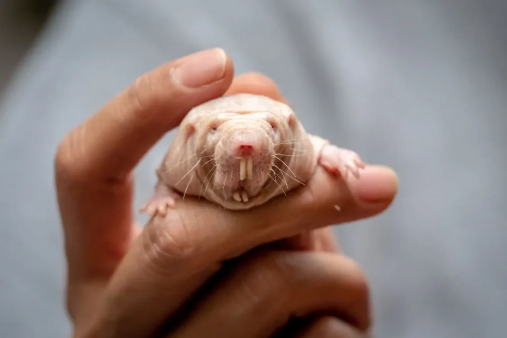 Vista frontal de una mano humana sosteniendo una rata topo africana que asoma su cabeza entre dos dedos