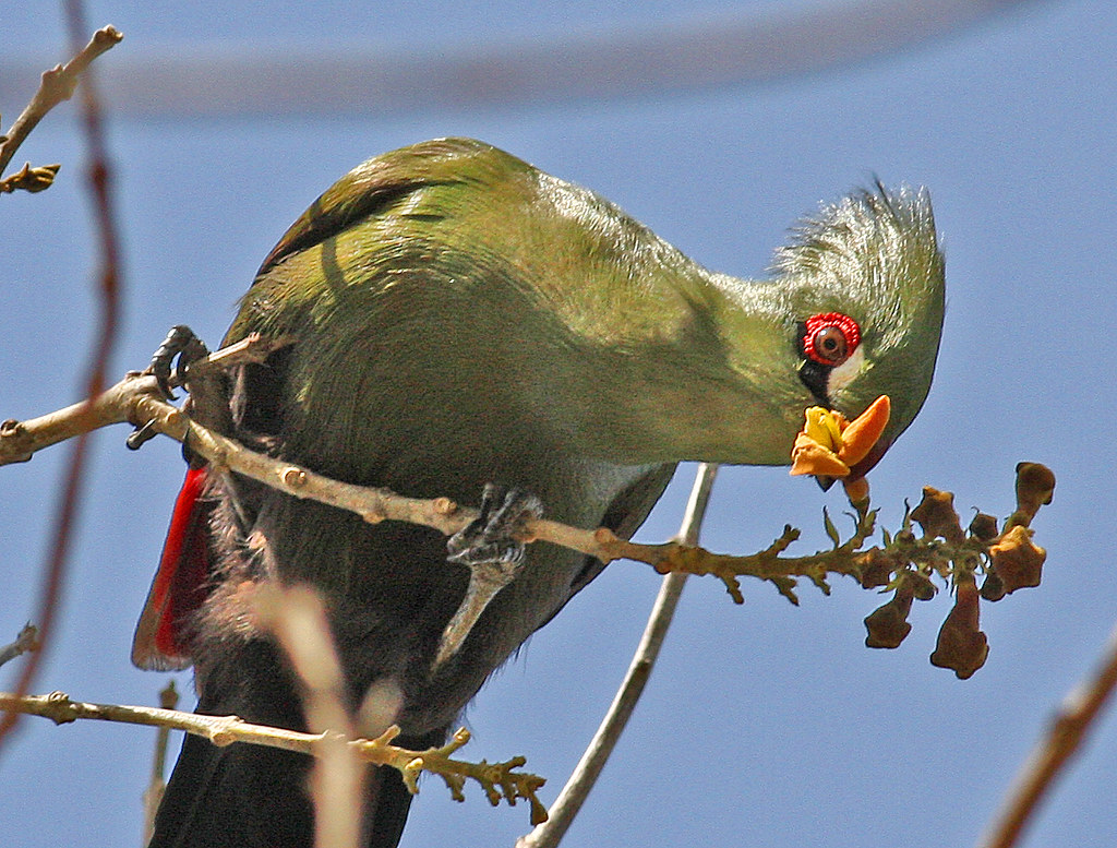 Vista frontal del turaco de Guinea alimentándose posado en una fina rama
