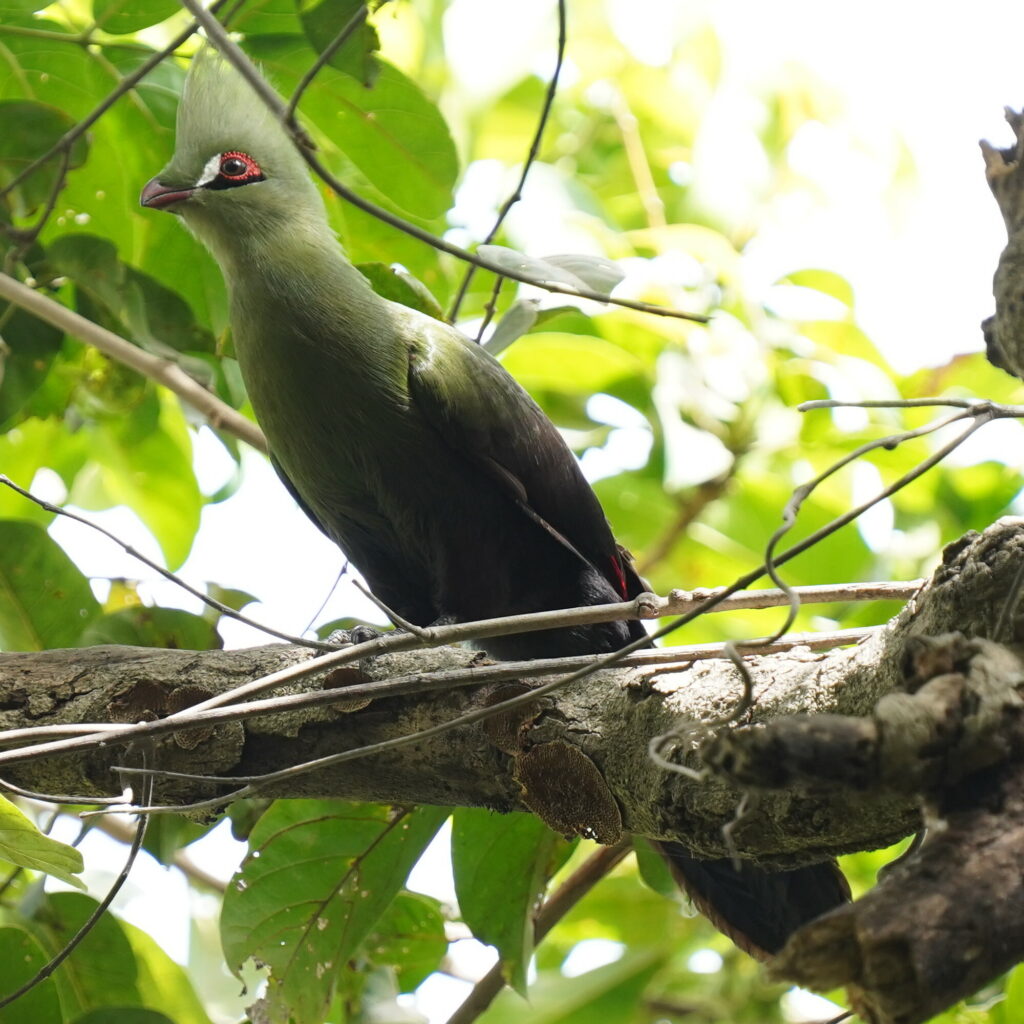 Vista frontal lejana del turaco persa posado en una rama