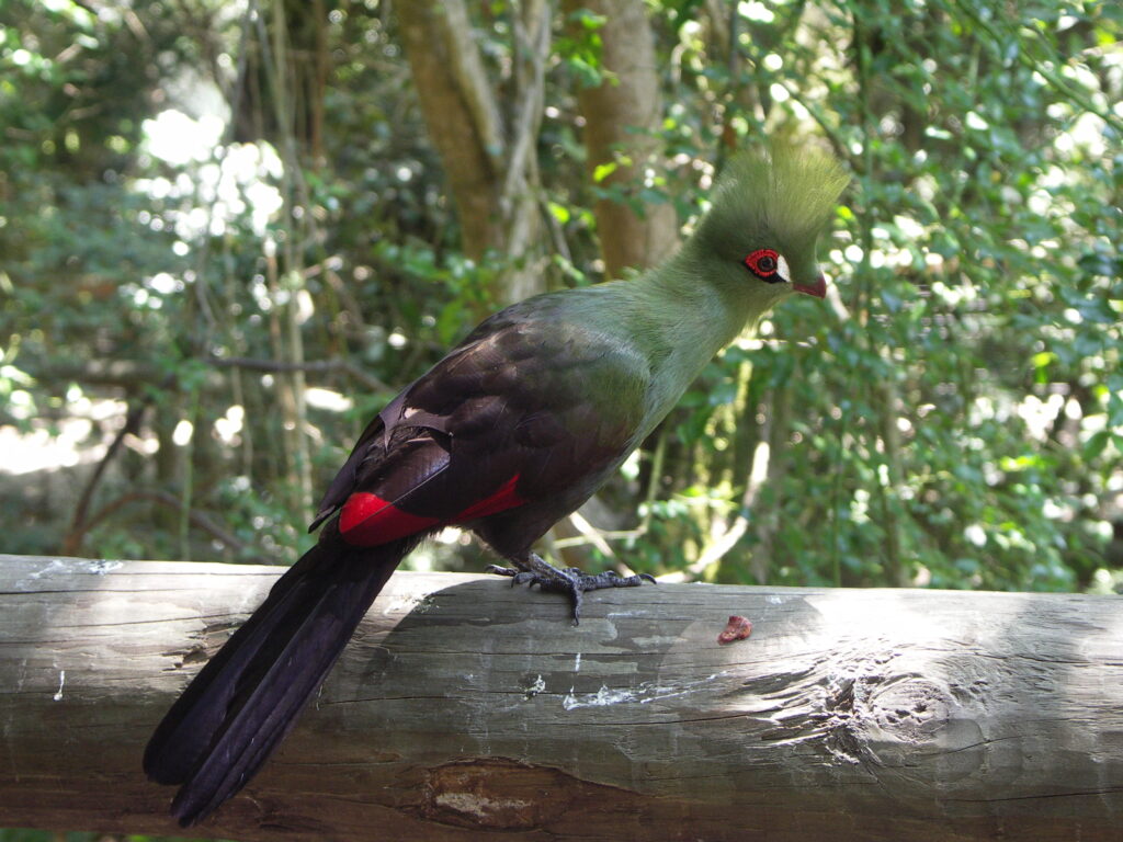 Vista trasera del turaco persa africano posado en un tronco