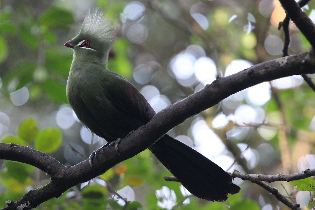 Vista lateral lejana del turaco verde posado en una fina rama