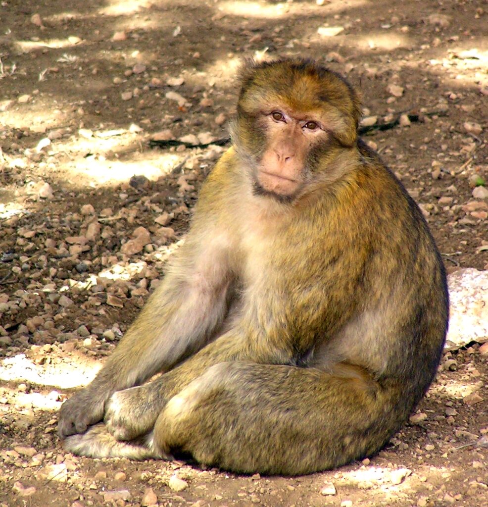 Vista lateral de un macaca sylvanus sentado que mira a la cámara