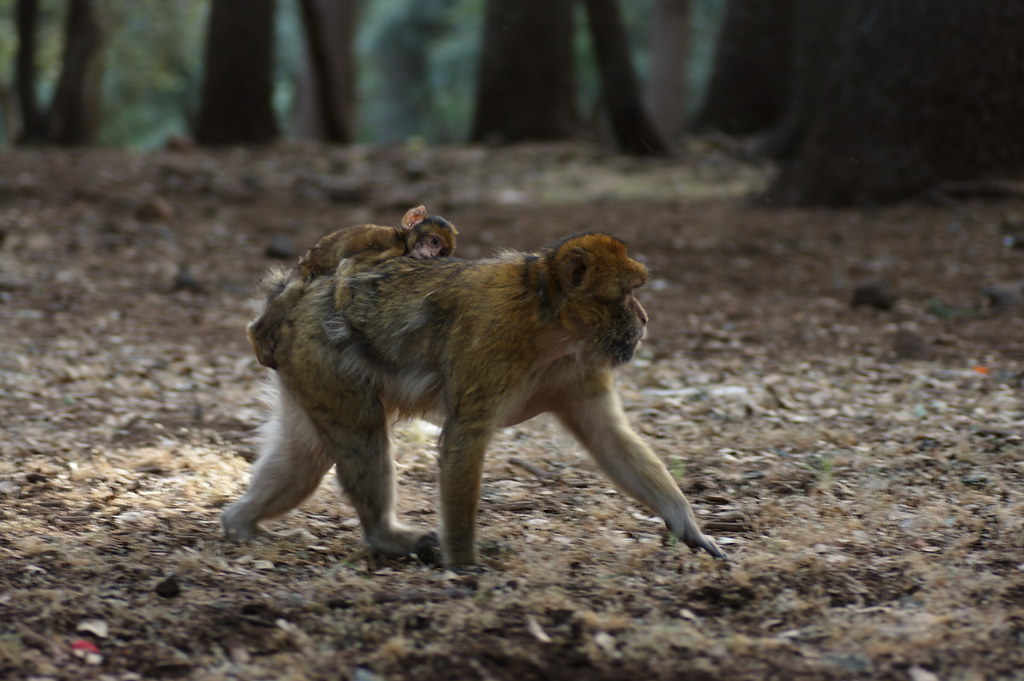 Vista lateral de una madre macaco del Atlas que camina con brazos y piernas con su cría en la espalda