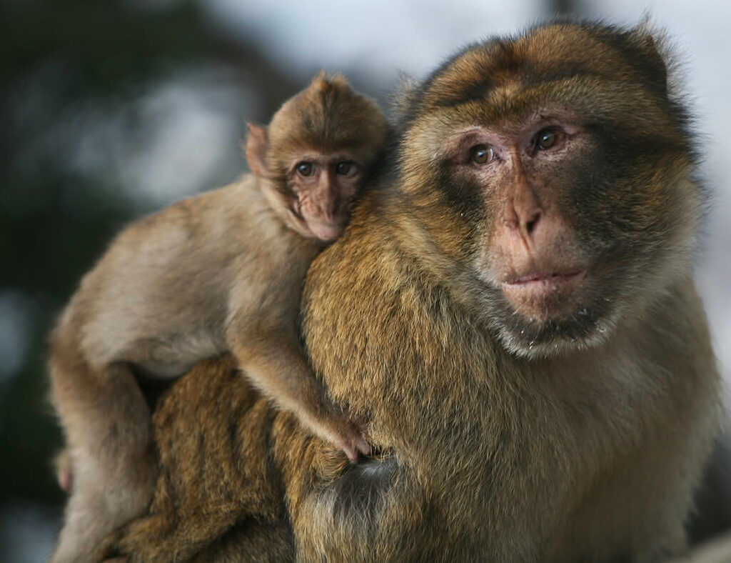 Vista frontal lateral de una madre con su cría en la espalda de macacos de Berbería