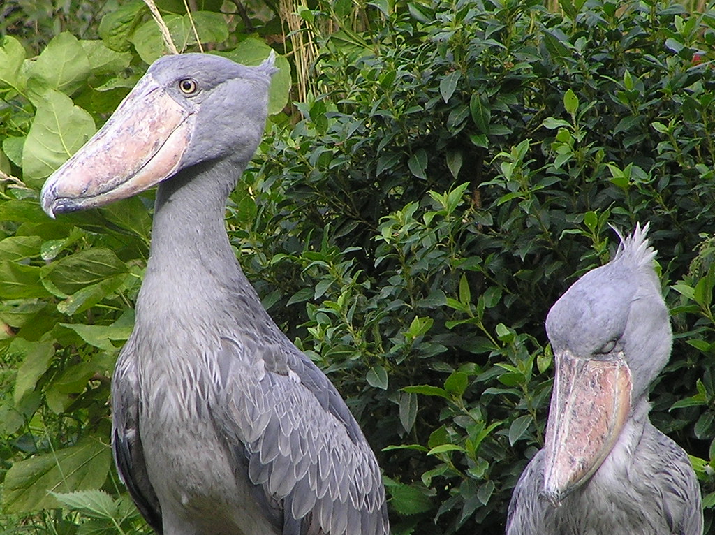 Vista frontal de una pareja de picozapatos