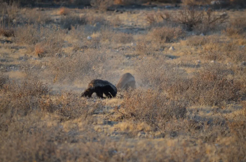 Vista lejana trasera de un ratel luchando con otro animal en medio de la sabana