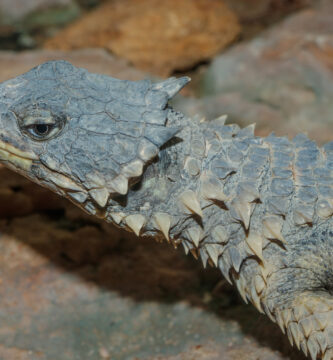Vista de planta lateral de la parte delantera del smaug giganteus