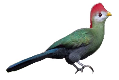 Vista lateral de un turaco de Angola de cuerpo entero sobre fondo blanco