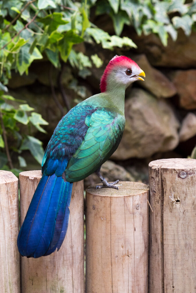 Vista lateral de un turaco angoleño posado en una pared de troncos de madera