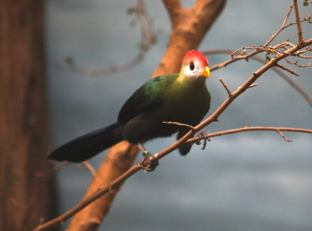 Vista frontal lejana de un turaco de cresta roja angoleño posado en unas finas ramas