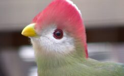 Primer plano lateral de la cabeza y la parte delantera del turaco de cresta roja