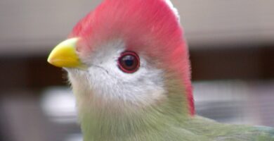 Primer plano lateral de la cabeza y la parte delantera del turaco de cresta roja