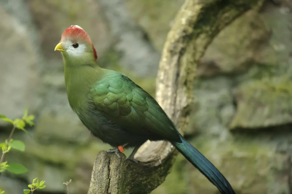 Vista lateral lejana de un turaco crestirrojo posado en un tronco abombado