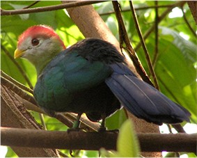 Vista trasera ensombrecida de un turaco crestirrojo angoleño posado en una fina rama