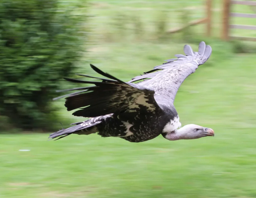 Vista lateral de un buitre africano en pleno vuelo