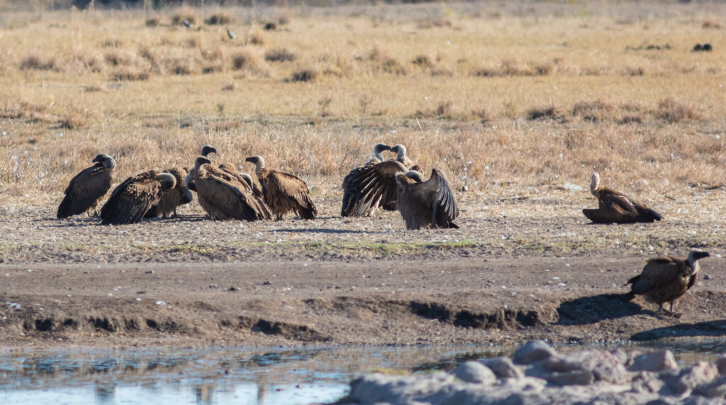 Vista lateral lejana de buitres en África en su hábitat natural