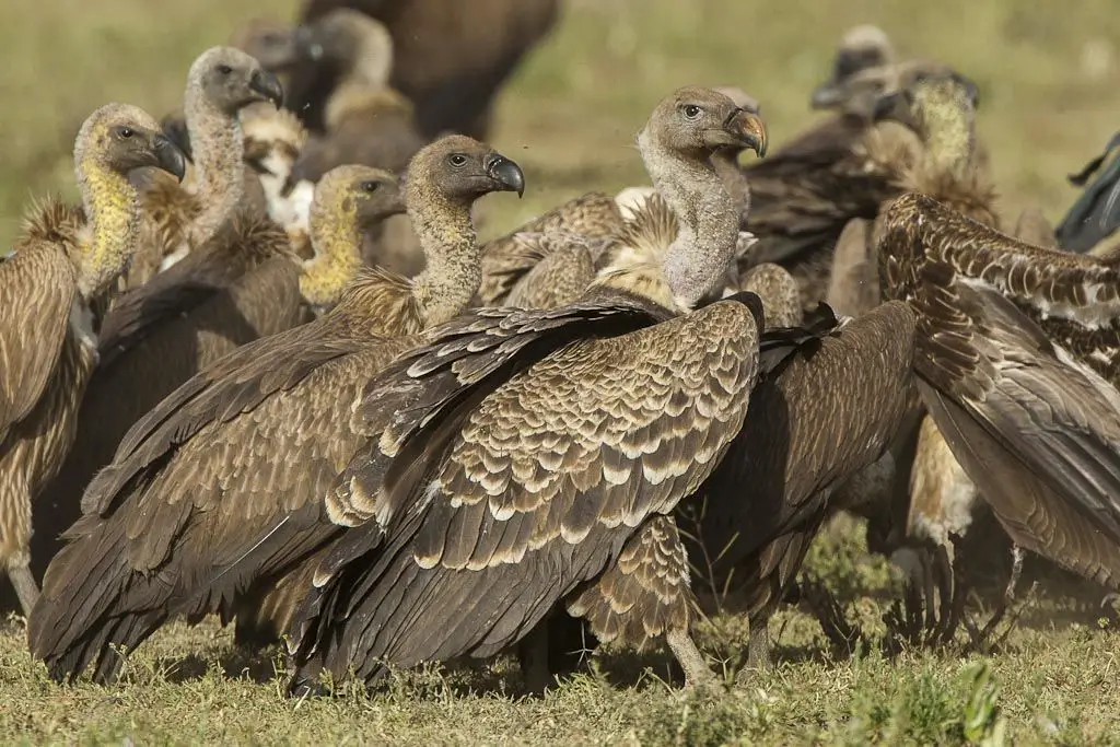 Vista lateral de buitres africanos agrupados