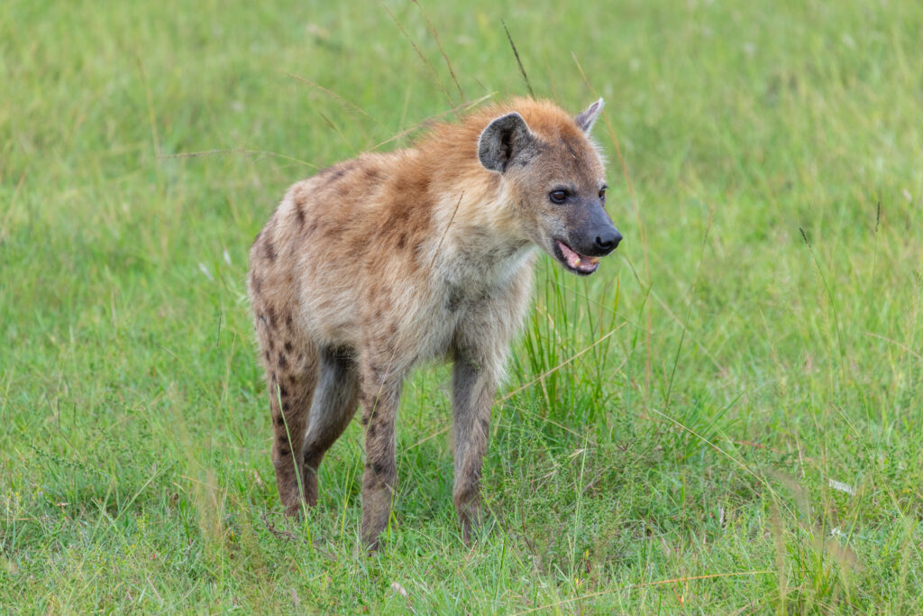 Vista frontal de una hiena sobre la hierba