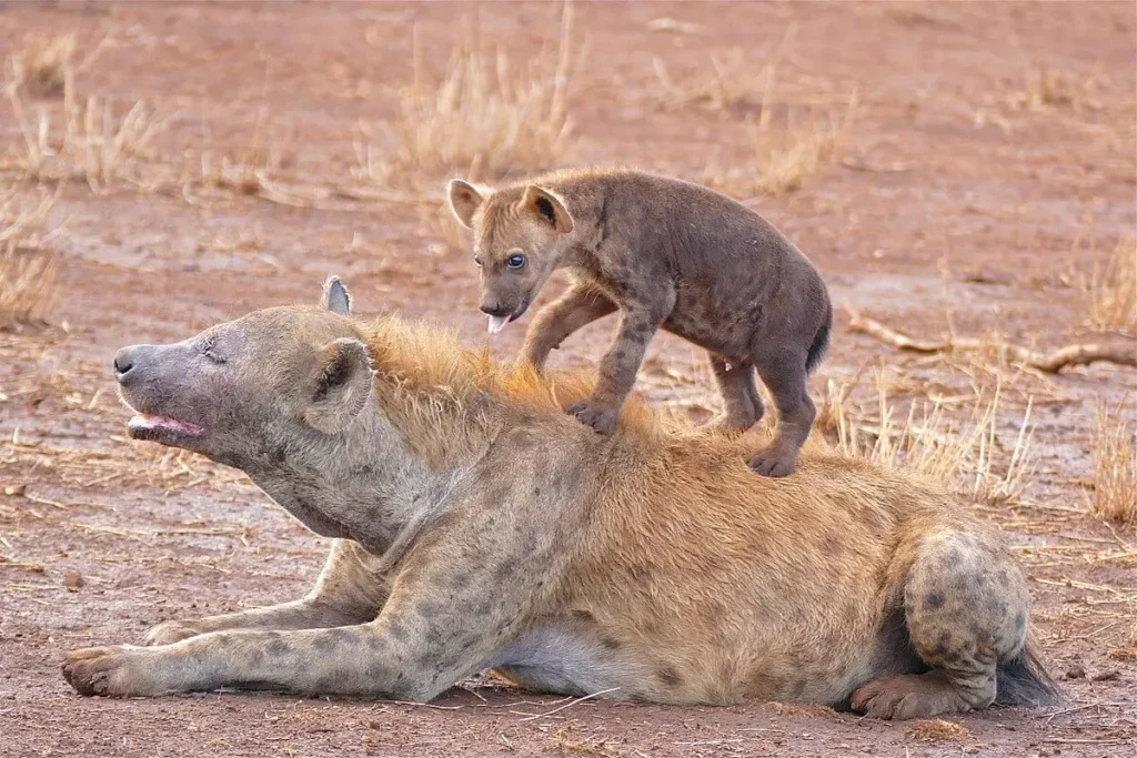 Vista lateral de una madre hiena acostada en tierra con su cría sobre su lobo