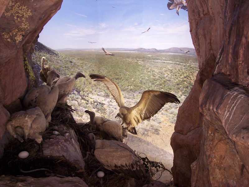 Vista trasera de una madriguera en una cueva de buitres africanos