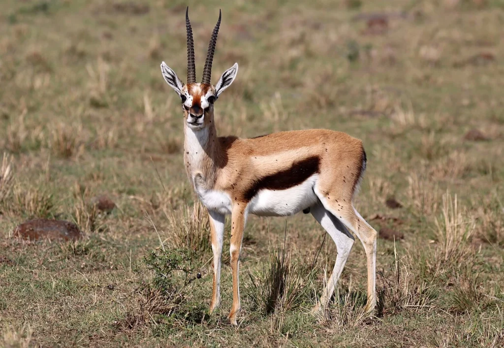 Vista lateral de una africana gacela que mira a la cámara