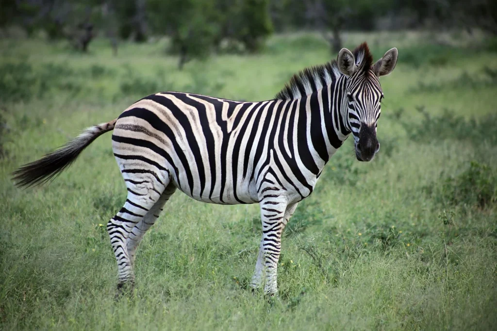 Vista lateral de una cebra africana en la hierba