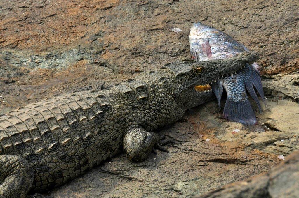 Vista de planta de un cocodrilo africano con un pescado en su boca