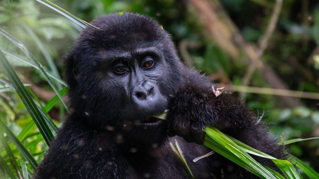 Vista frontal de un gorila africano comiendo hojas verdes finas